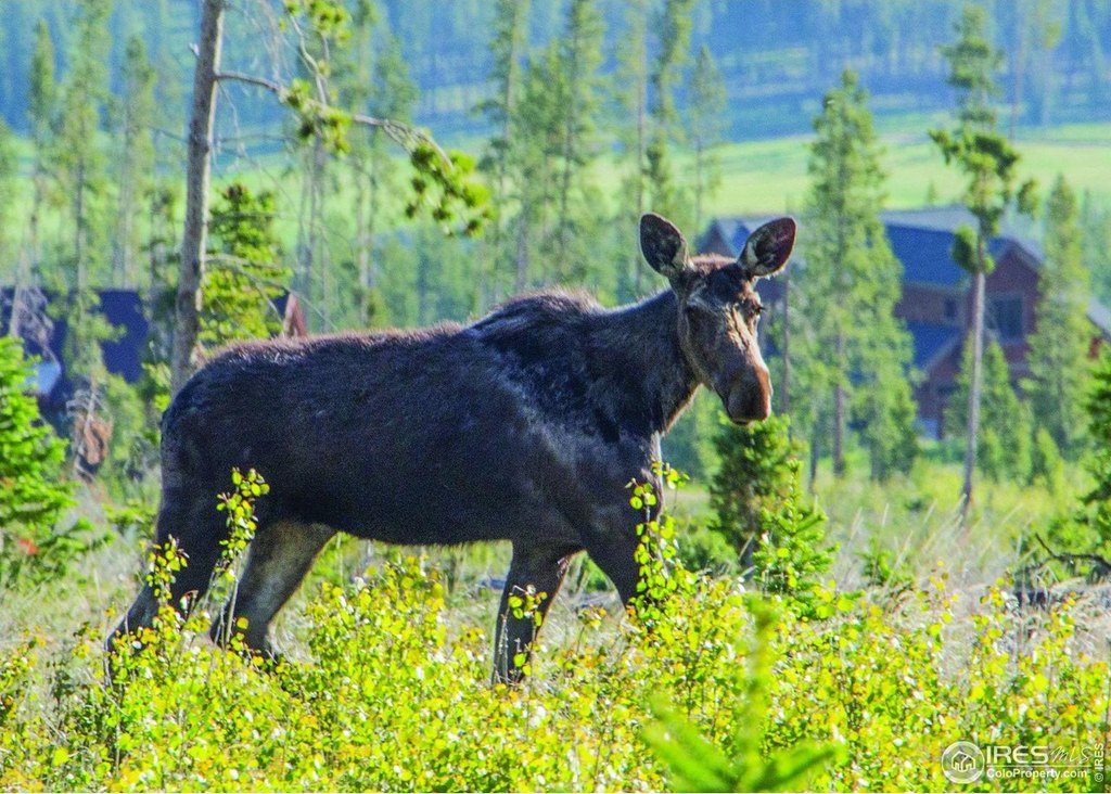 Estes Park, Colorado, 80517, United States, 3 Bedrooms Bedrooms, ,2.5 BathroomsBathrooms,Residential,Forsale,2004033