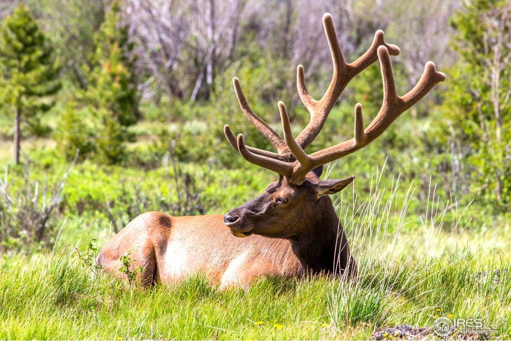 Estes Park, Colorado, 80517, United States, 3 Bedrooms Bedrooms, ,2 BathroomsBathrooms,Residential,Forsale,2004035