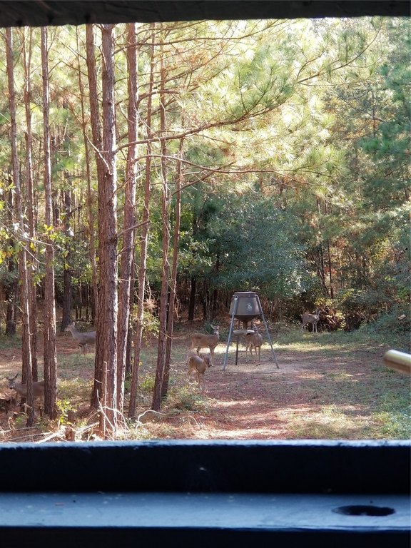 Plantersville, Texas, 77363, United States, ,Land,Forsale,1953055