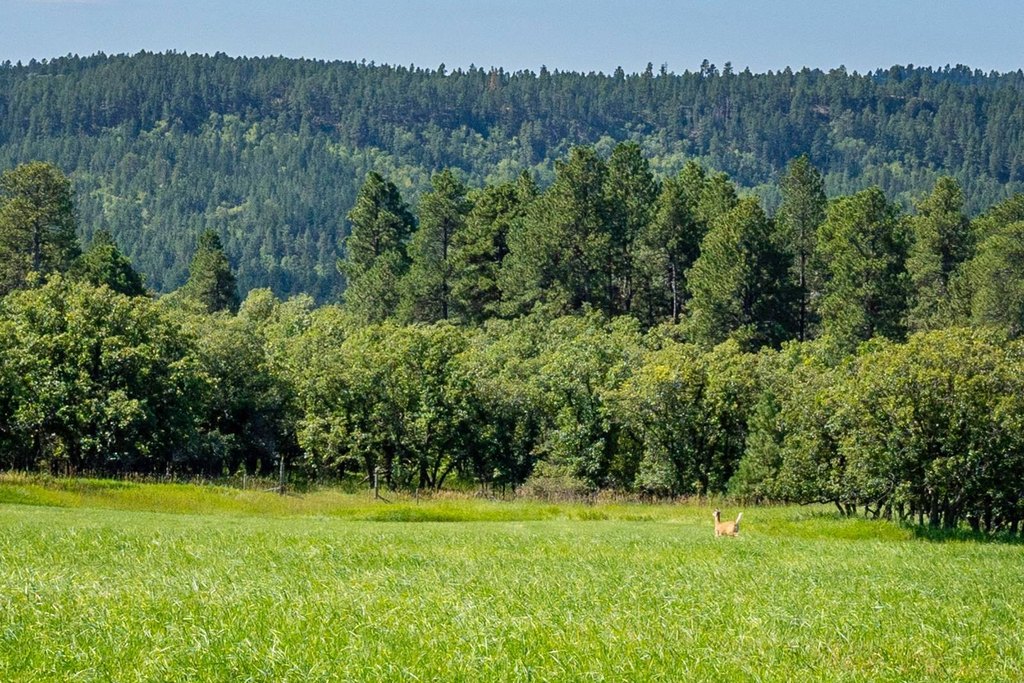 Hulett, Wyoming, 82720, United States, 3 Bedrooms Bedrooms, ,2 BathroomsBathrooms,Residential,Forsale,2004328