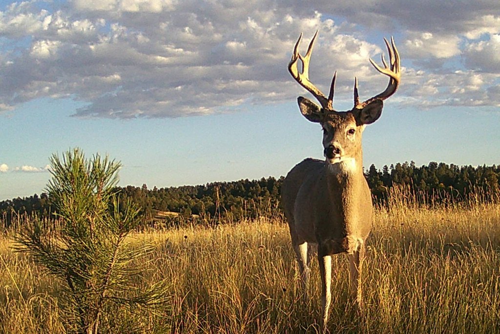 Hulett, Wyoming, 82720, United States, 3 Bedrooms Bedrooms, ,2 BathroomsBathrooms,Residential,Forsale,2004328