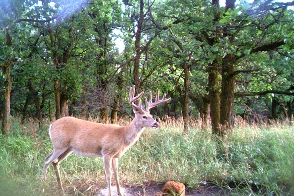 Hulett, Wyoming, 82720, United States, 3 Bedrooms Bedrooms, ,2 BathroomsBathrooms,Residential,Forsale,2004328