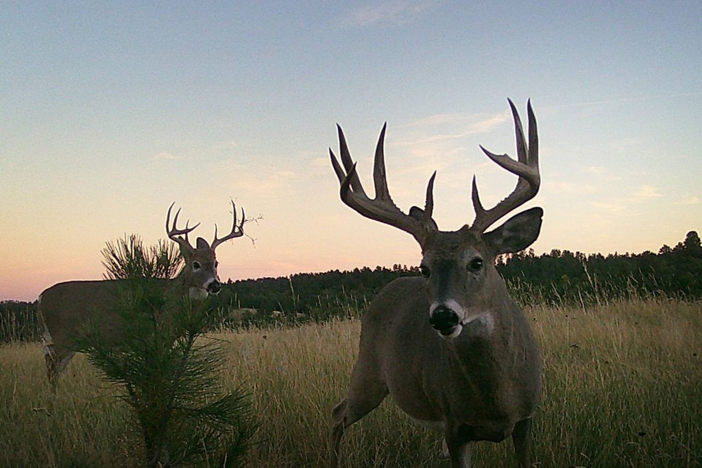 Hulett, Wyoming, 82720, United States, 3 Bedrooms Bedrooms, ,2 BathroomsBathrooms,Residential,Forsale,2004328
