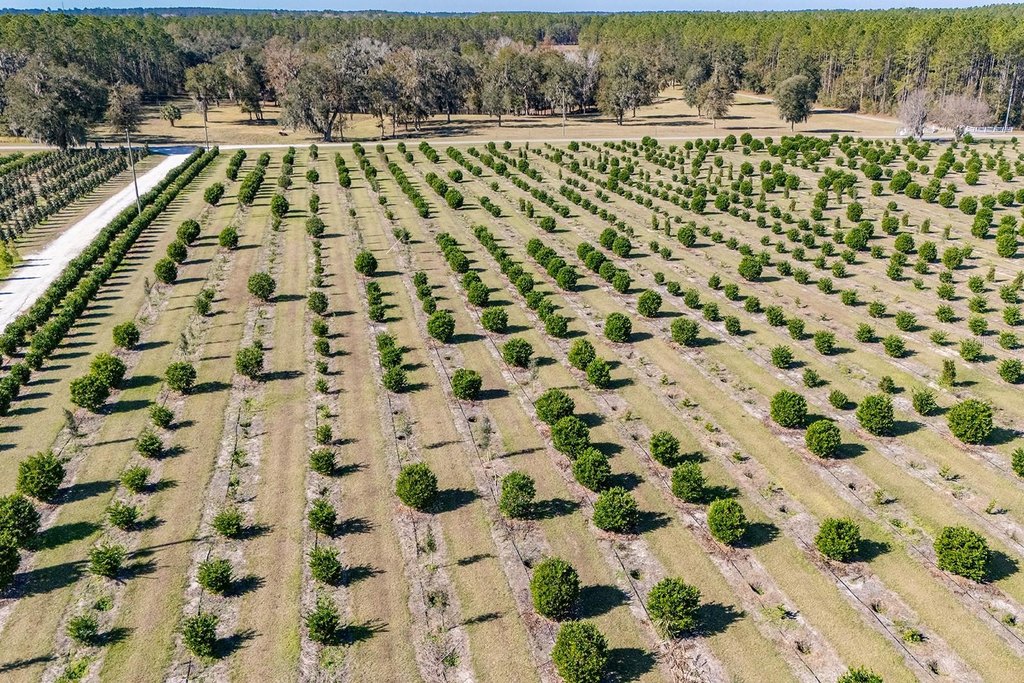 REDDICK, Florida, 32686, United States, ,Commercial,Forsale,1905410