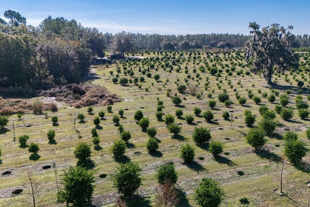 REDDICK, Florida, 32686, United States, ,Commercial,Forsale,1905410