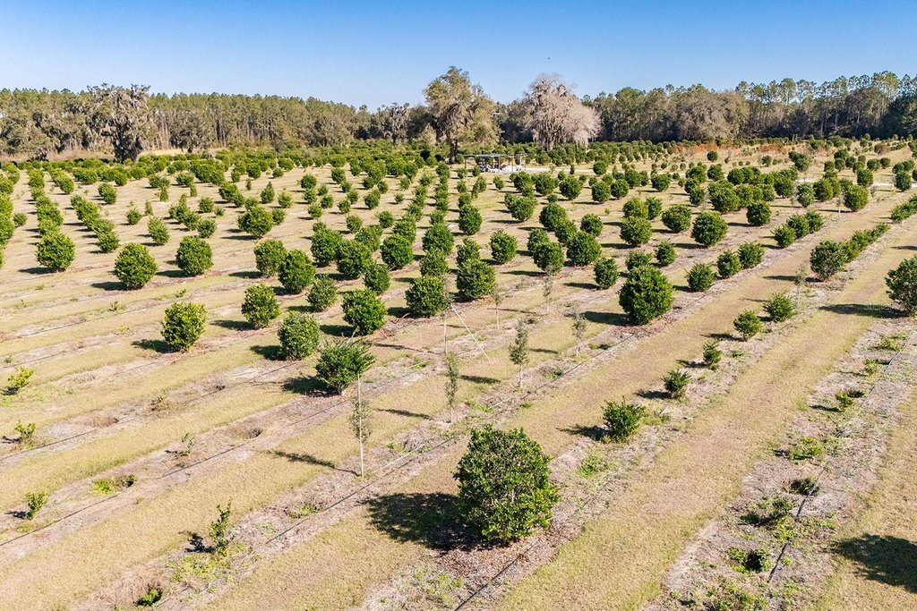 REDDICK, Florida, 32686, United States, ,Commercial,Forsale,1905410