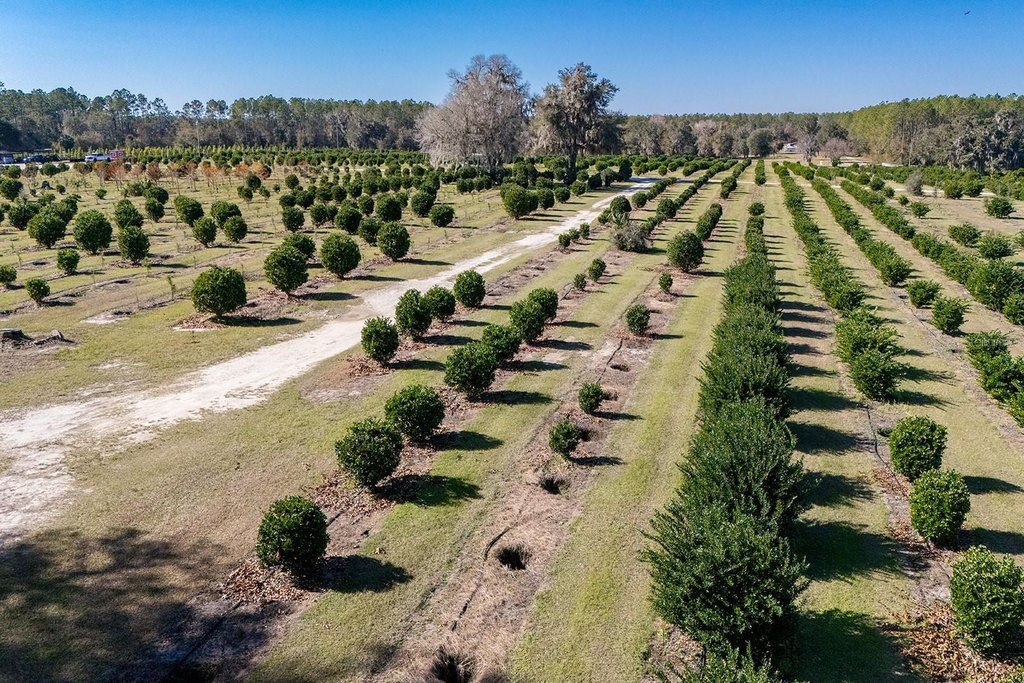 REDDICK, Florida, 32686, United States, ,Commercial,Forsale,1905410