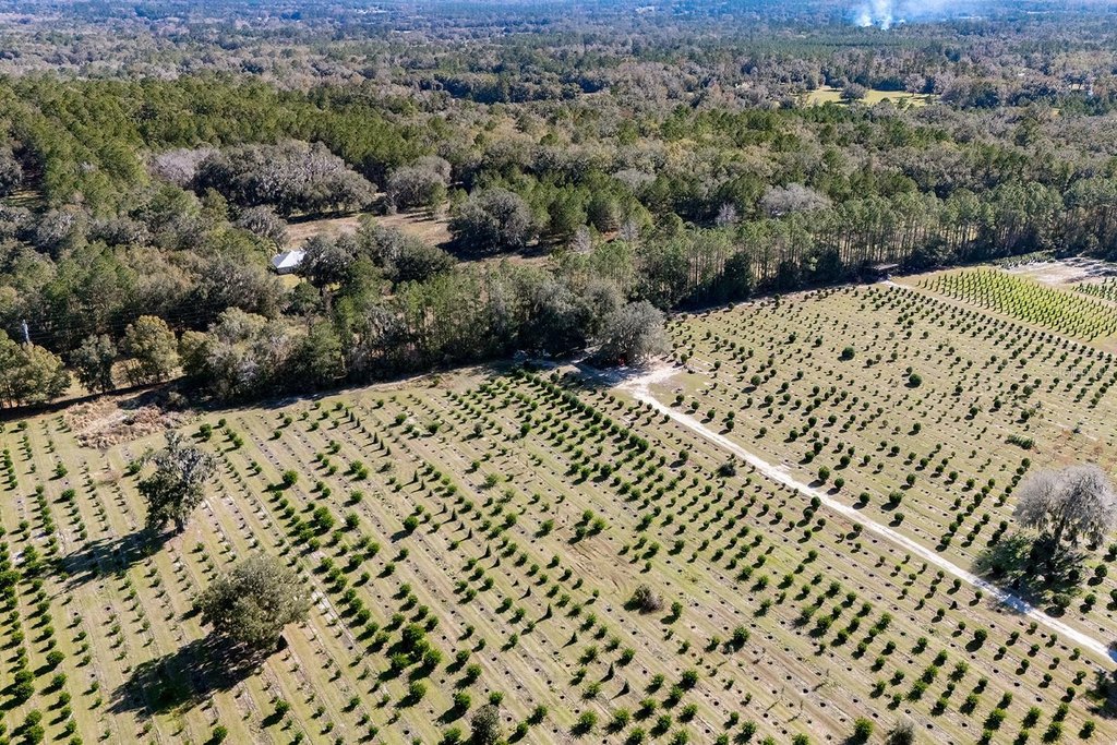 REDDICK, Florida, 32686, United States, ,Commercial,Forsale,1905410
