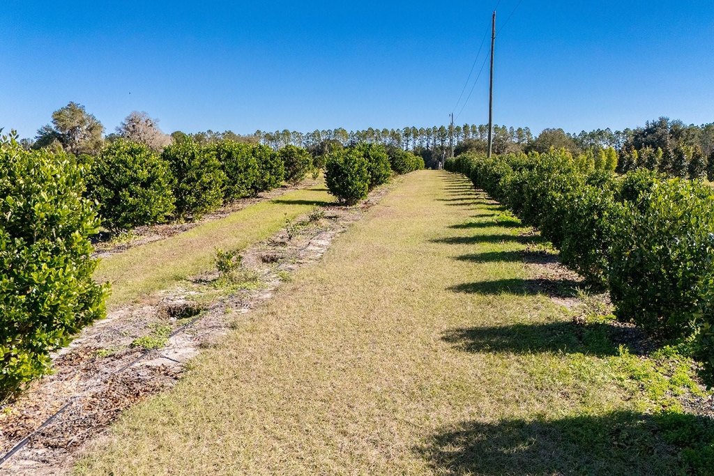 REDDICK, Florida, 32686, United States, ,Commercial,Forsale,1905410