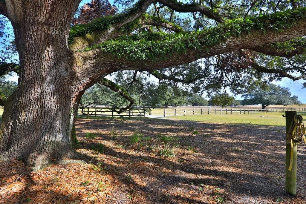 OXFORD, Florida, 34484, United States, 4 Bedrooms Bedrooms, ,4 BathroomsBathrooms,Residential,Forsale,2010930
