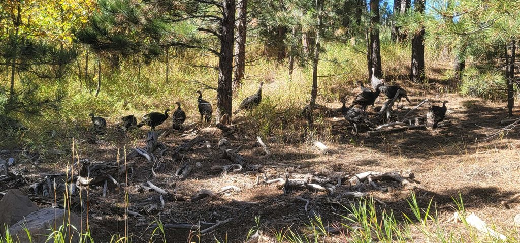 Deadwood, South Dakota, 57732, United States, ,Land,Forsale,2011086