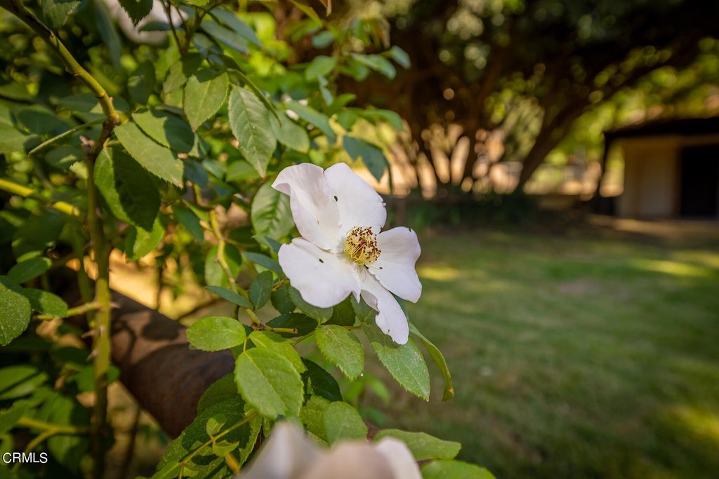 Oak View, California, 93022, United States, 4 Bedrooms Bedrooms, ,3.5 BathroomsBathrooms,Residential,Forsale,1963626