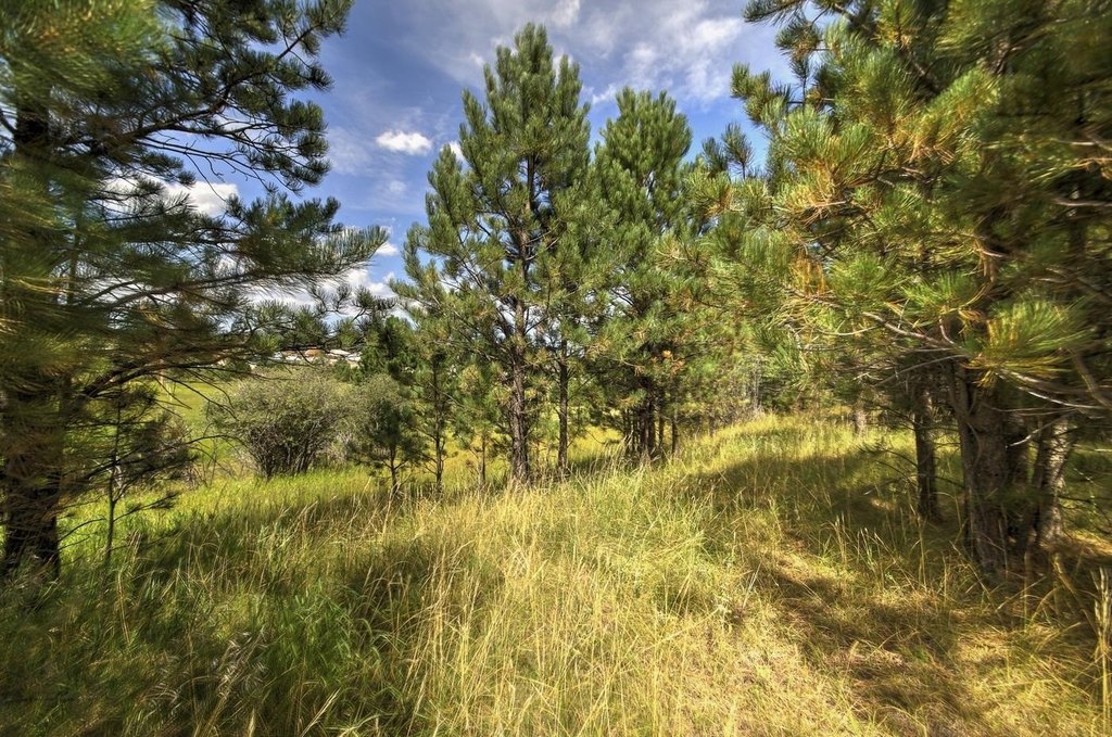 Custer, South Dakota, 57730, United States, ,Land,Forsale,1959663