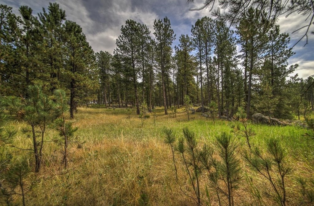 Custer, South Dakota, 57730, United States, ,Land,Forsale,1959663