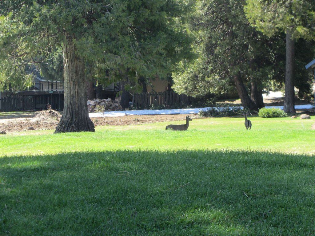 Chester, California, 96020, United States, ,Land,Forsale,1936740
