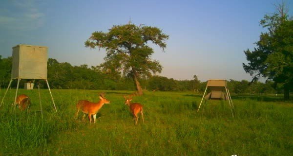 Damon, Texas, 77480, United States, ,Land,Forsale,1953048