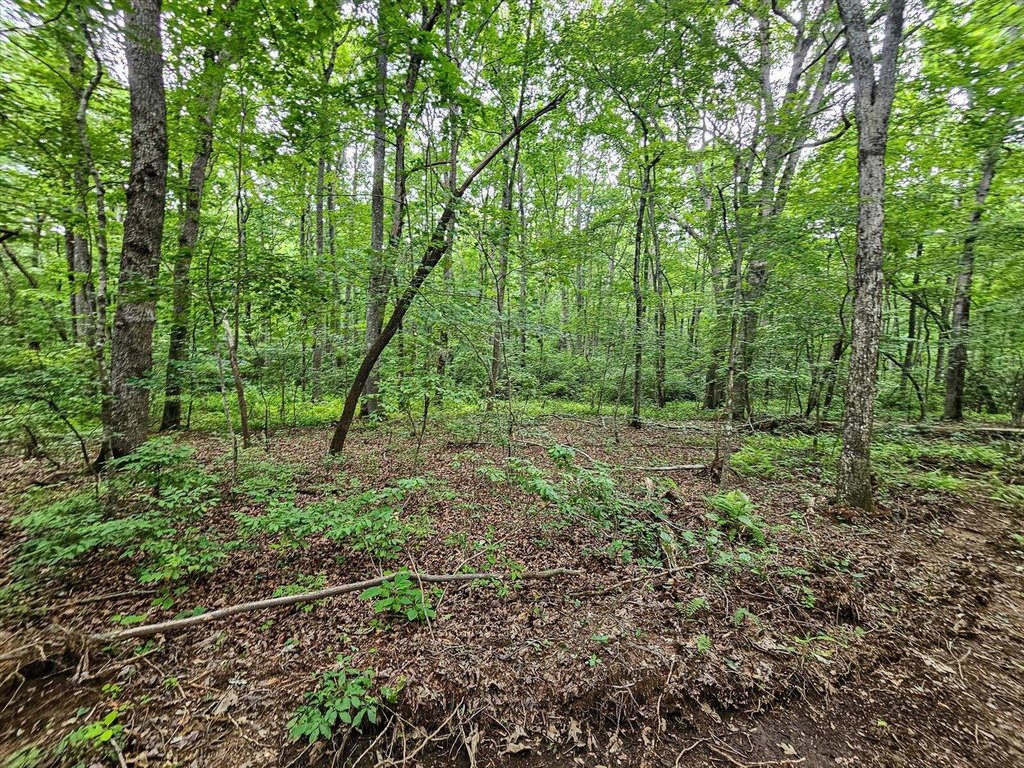 Menlo, Georgia, 30731, United States, ,Land,Forsale,1922179