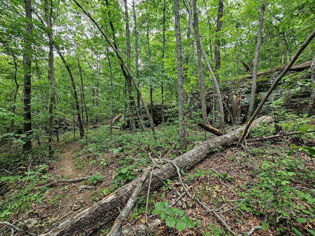 Menlo, Georgia, 30731, United States, ,Land,Forsale,1922179