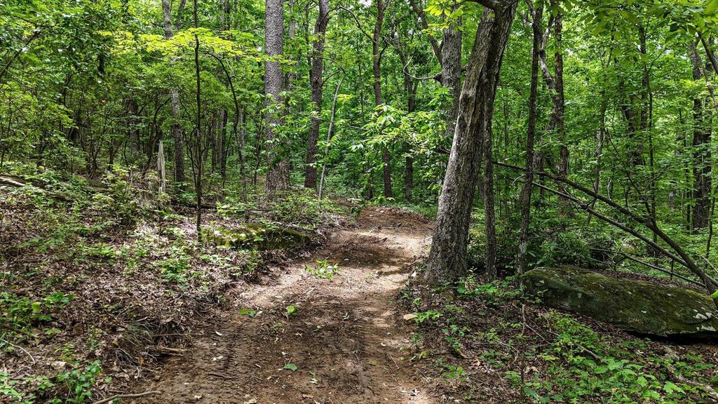 Menlo, Georgia, 30731, United States, ,Land,Forsale,1922179