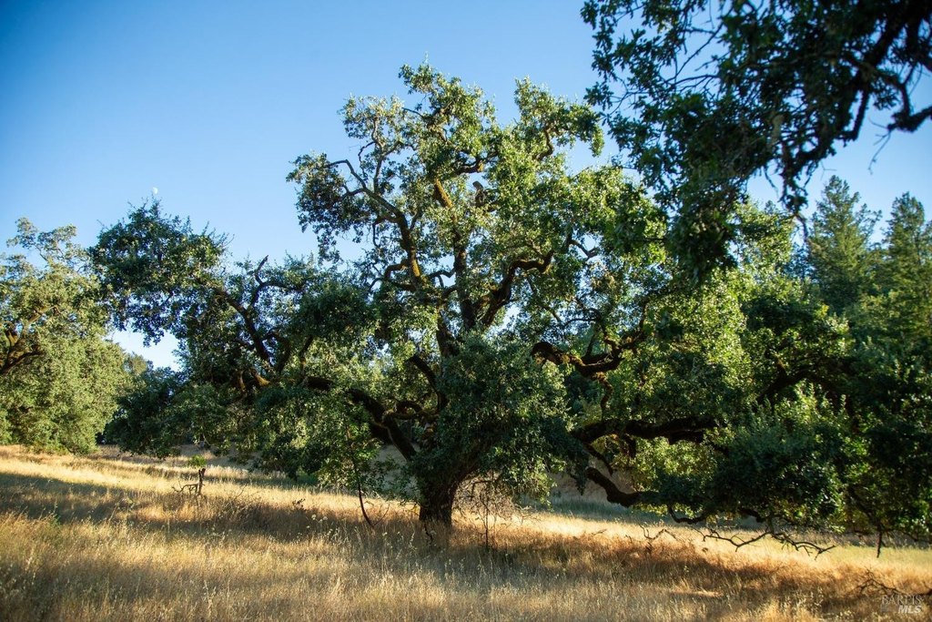 Cloverdale, California, 95425, United States, ,Land,Forsale,1929197