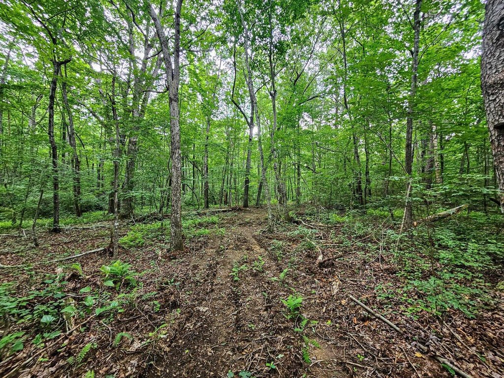 Menlo, Georgia, 30731, United States, ,Land,Forsale,1922179