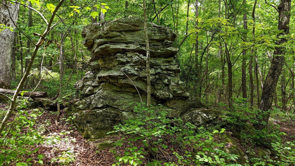 Menlo, Georgia, 30731, United States, ,Land,Forsale,1922179