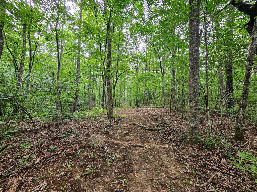 Menlo, Georgia, 30731, United States, ,Land,Forsale,1922179