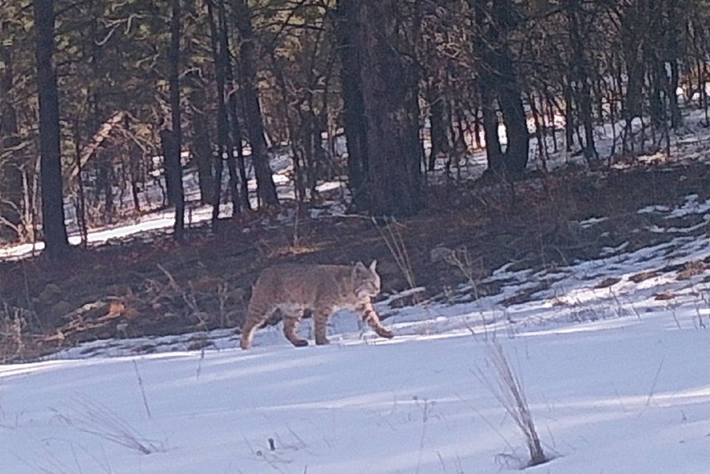 Devils Tower, Wyoming, 82714, United States, ,Land,Forsale,2004326