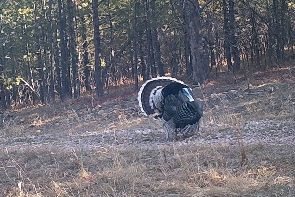 Devils Tower, Wyoming, 82714, United States, ,Land,Forsale,2004326