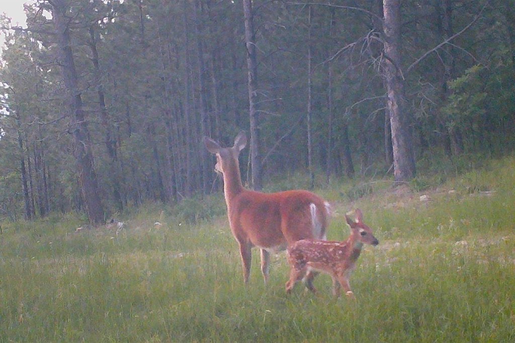 Devils Tower, Wyoming, 82714, United States, ,Land,Forsale,2004326