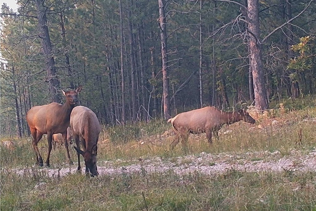 Devils Tower, Wyoming, 82714, United States, ,Land,Forsale,2004326