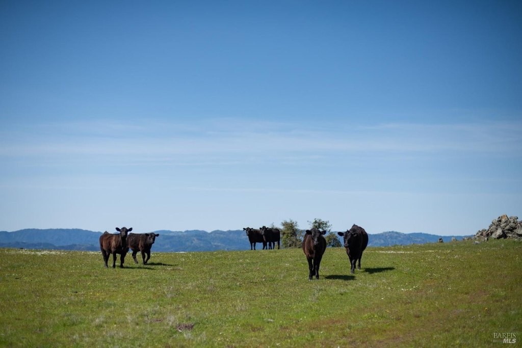 Geyserville, California, 95441, United States, ,Land,Forsale,1952094