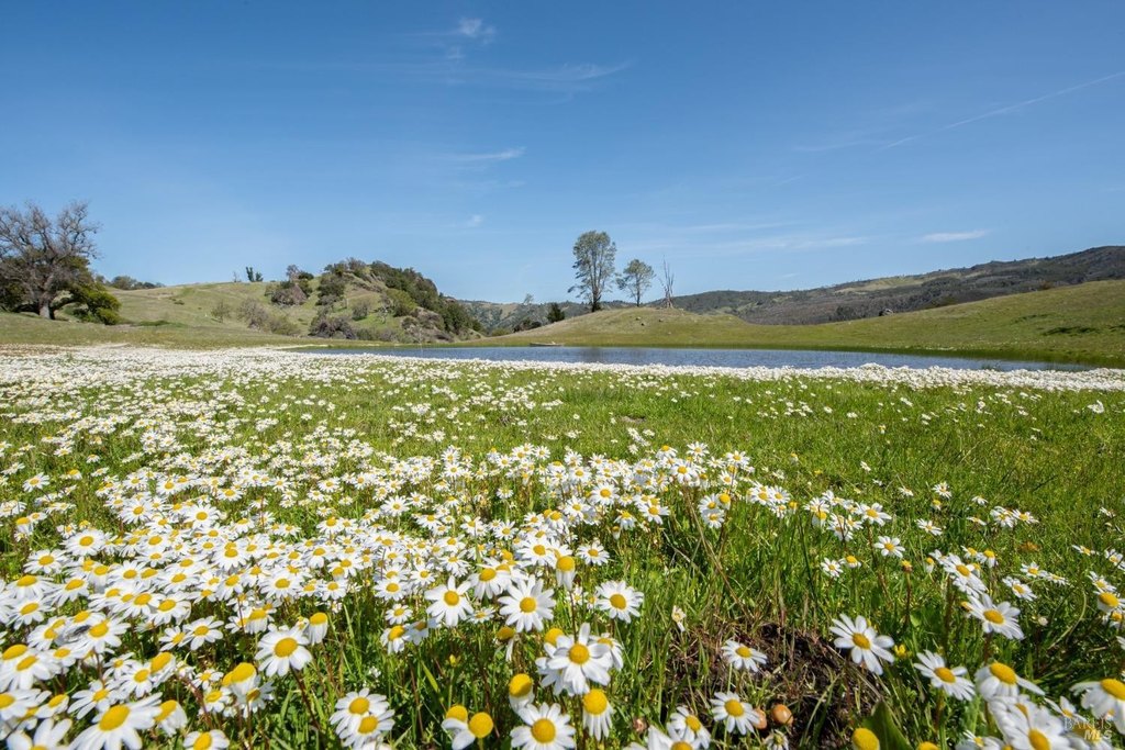 Geyserville, California, 95441, United States, ,Land,Forsale,1952094
