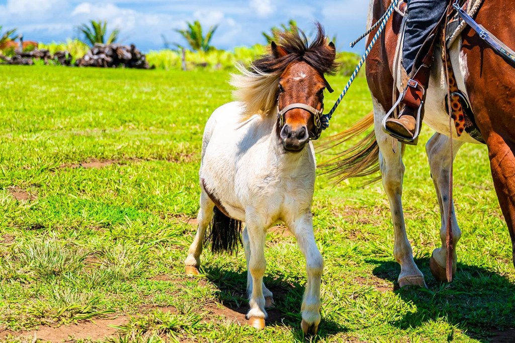 Haiku, Hawaii, 96708, United States, ,Land,Forsale,2007680