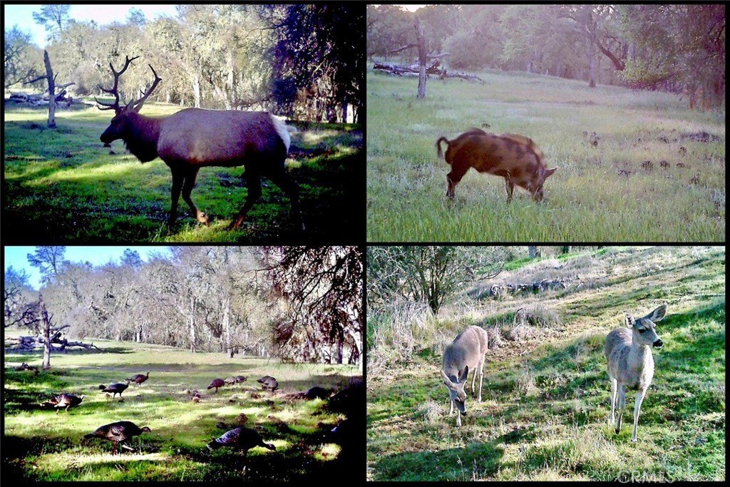 Paso Robles, California, 93446, United States, ,Land,Forsale,2003967