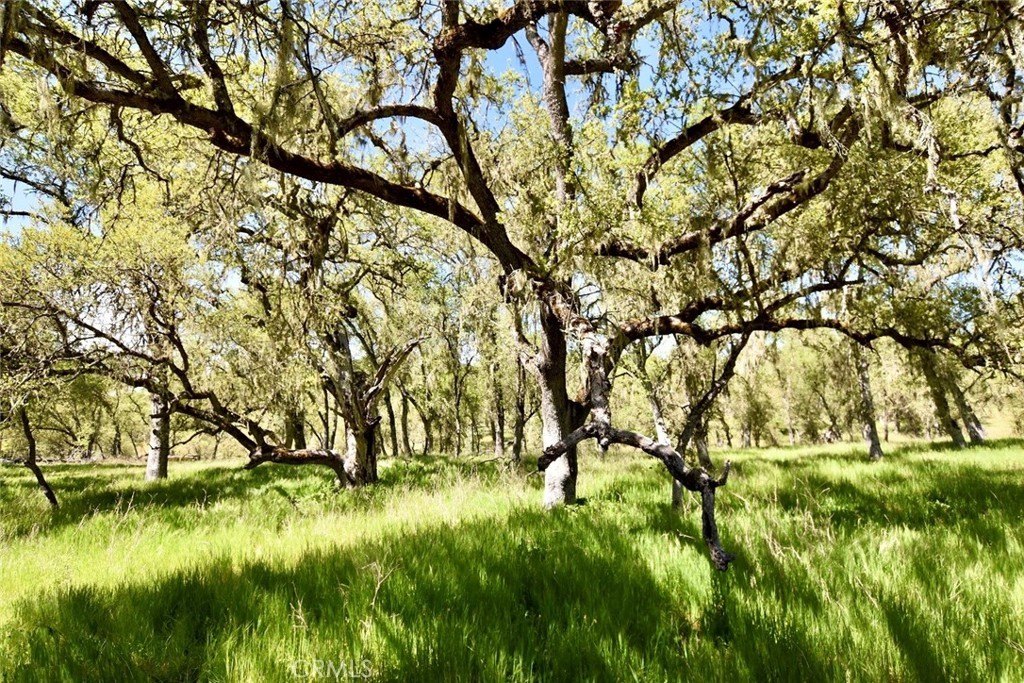 Paso Robles, California, 93446, United States, ,Land,Forsale,2003967