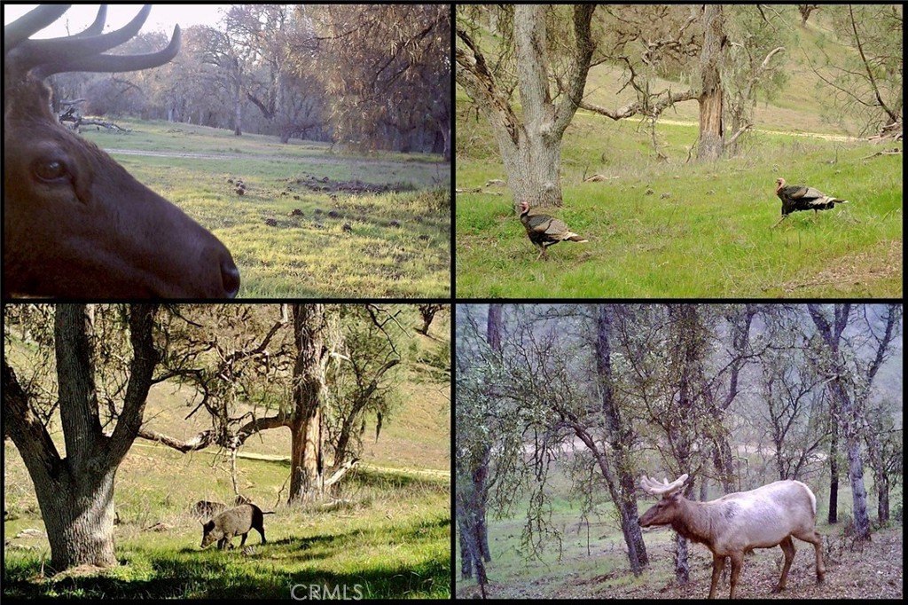 Paso Robles, California, 93446, United States, ,Land,Forsale,2003967
