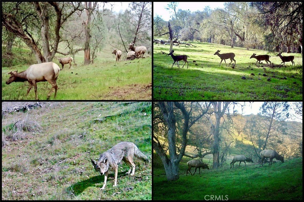 Paso Robles, California, 93446, United States, ,Land,Forsale,2003967