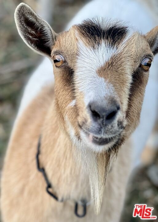 Malibu, California, 90265, United States, 3 Bedrooms Bedrooms, ,3.5 BathroomsBathrooms,Residential,Forsale,1985958