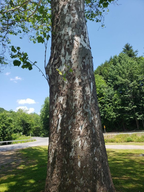 Downsville, New York, 13755, United States, ,10.5 BathroomsBathrooms,Commercial,Forsale,1953149