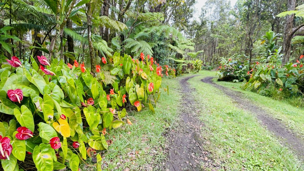 Volcano, Hawaii, 96785, United States, 3 Bedrooms Bedrooms, ,4.5 BathroomsBathrooms,Residential,Forsale,1929297