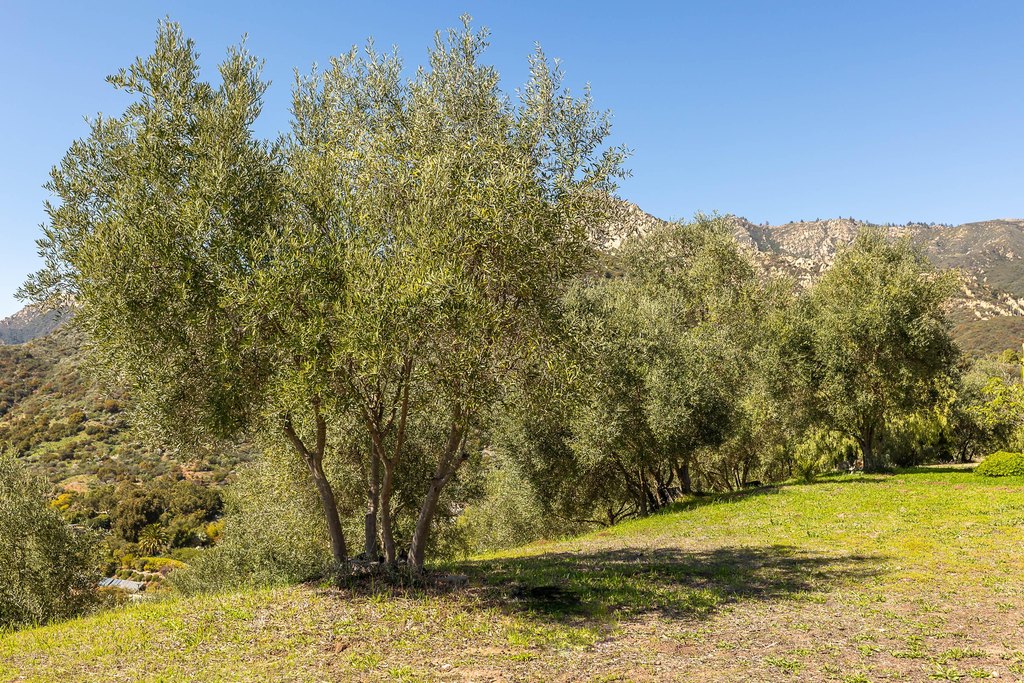 SANTA BARBARA, California, 93105, United States, 6 Bedrooms Bedrooms, ,6.5 BathroomsBathrooms,Residential,Forsale,1922146