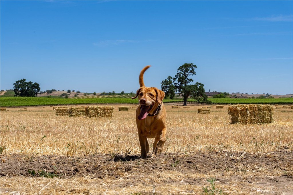Paso Robles, California, 93446, United States, 12 Bedrooms Bedrooms, ,7.5 BathroomsBathrooms,Residential,Forsale,1899801