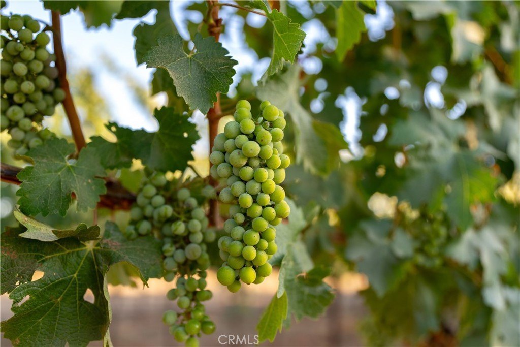 Gilroy, California, 95020, United States, ,Commercial,Forsale,2004825