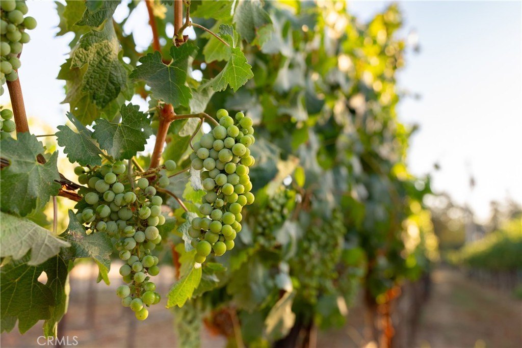 Gilroy, California, 95020, United States, ,Commercial,Forsale,2004825