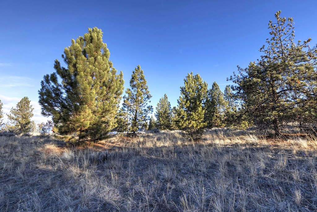 Hamilton, Montana, 59840, United States, ,Land,Forsale,1944331