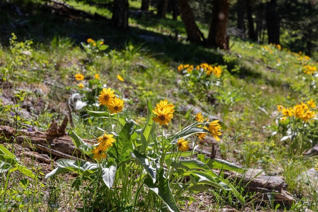 Bozeman, Montana, 59718, United States, ,Land,Forsale,1915001
