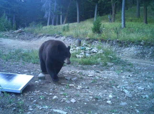 Bozeman, Montana, 59718, United States, ,Land,Forsale,1915001