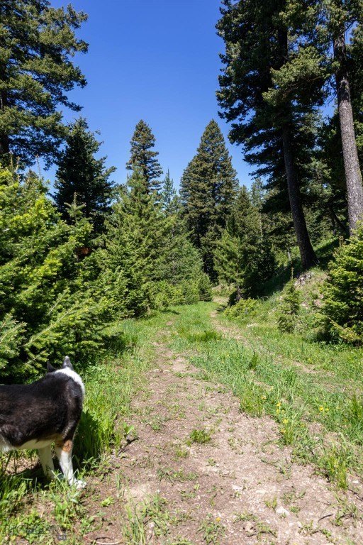 Bozeman, Montana, 59718, United States, ,Land,Forsale,1915001
