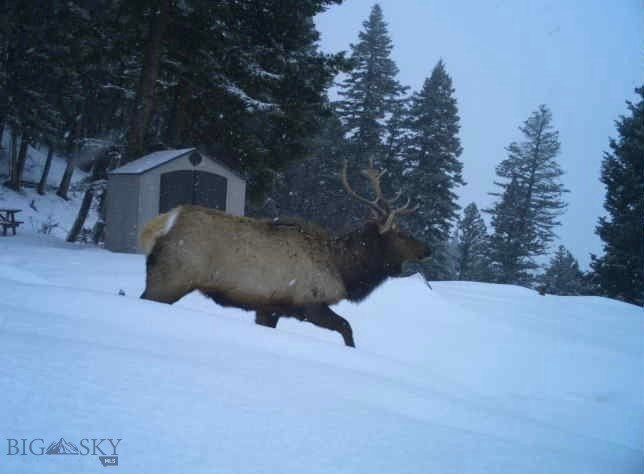 Bozeman, Montana, 59718, United States, ,Land,Forsale,1915001